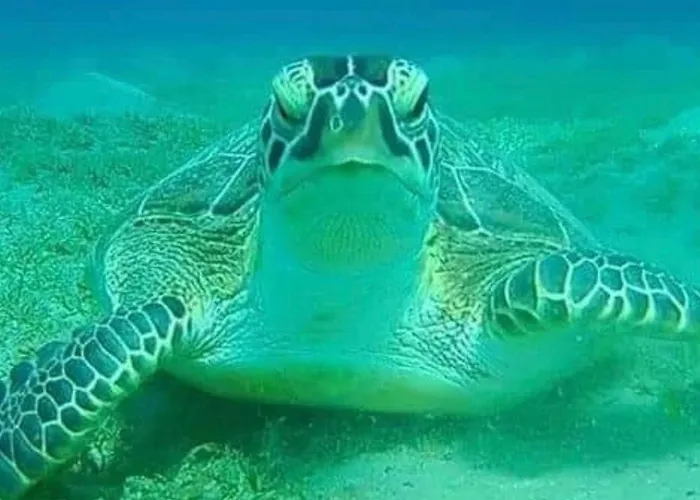 Diving With Turtles Úszó hotel *