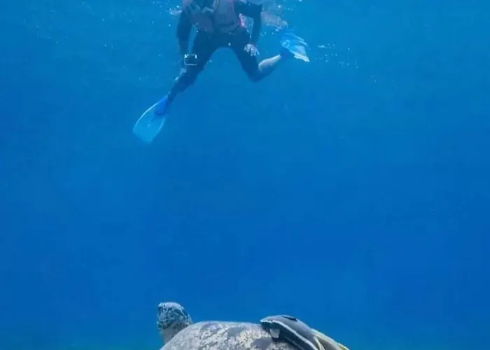 Diving With Turtles Marsza Alam