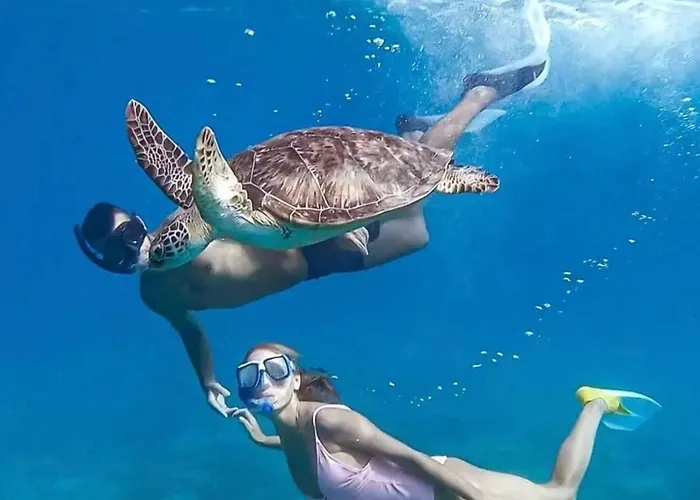 Diving With Turtles Marsza Alam